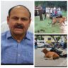 जिम कॉर्बेट पार्क की छवि को धूमिल कर रहे हैं जिम्मेदार अधिकारी रामनगर की सड़कों पर आवारा पशुओं का आतंक